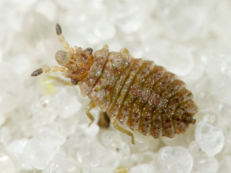 Aradus cinnamomeus Panzer, 1806